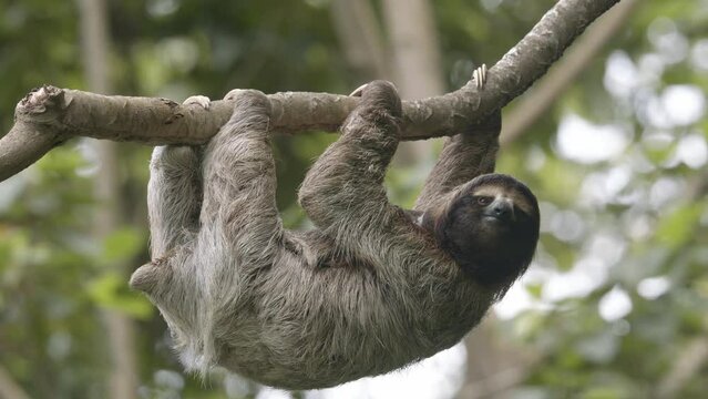 Hanging from a branch, an adorable cute faced sloth epitomises the tranquility of nature.