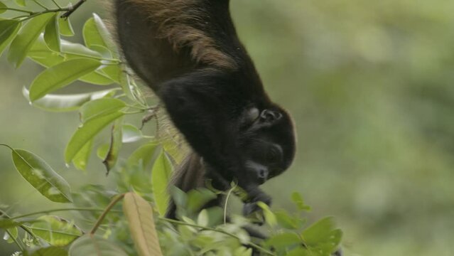 Delightful agile Howler monkey hangs upside down to feed on lush forest leaves