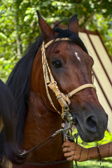 The face of a brown horse showing a powerful animal with a bridle and a saddle on a sunny day on a...