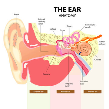 Anatomy of Ear Cross sectioned detailed educational illustration artwork