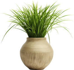  grass pot,fresh green grass pot isolated on white or transparent background,transparency 