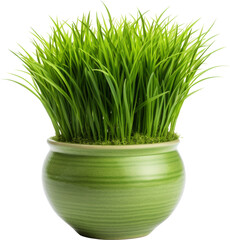  grass pot,fresh green grass pot isolated on white or transparent background,transparency 