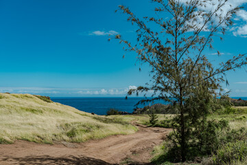 Kahekili Hwy, Wailuku, West Maui Hawaii. Acid War Zone Trail. Casuarina equisetifolia, commonly known as coastal she-oak, horsetail she-oak, ironwood, beach sheoak, beach casuarina or whistling tree，
