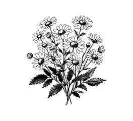 Roman chamomile Plant and flower hand drawn vector illustration
