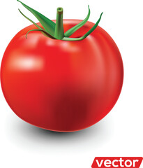 Tomato isolated on white. Realistic vector illustration of big ripe red fresh tomato isolated on white background