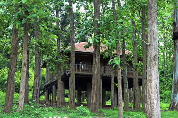 tree hut house in the middle of teak wood trees in kerala