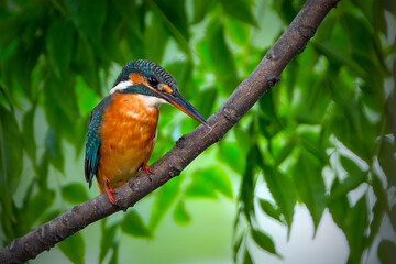 Common kingfisher perching on branch