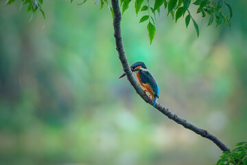 Common kingfisher perching on branch