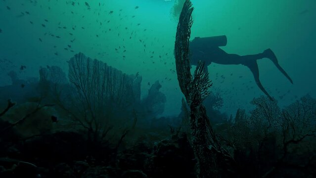 Divers observe the diversity of coral reefs
