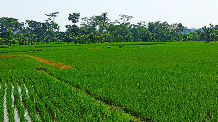 Fototapeta na wymiar Green rural atmosphere, there are rice fields and rice farms in Malang City, East Java, Indonesia.