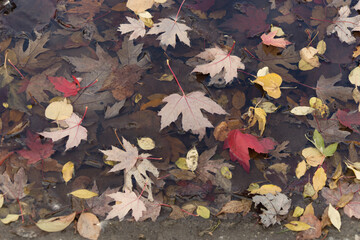 fallen autumn leaves