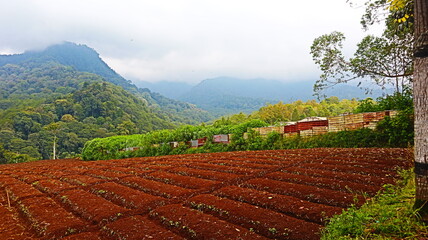 Beautiful views in agricultural areas, green hilly areas.