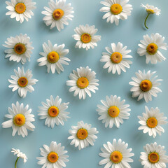 Daisy spring flowers pattern, top view