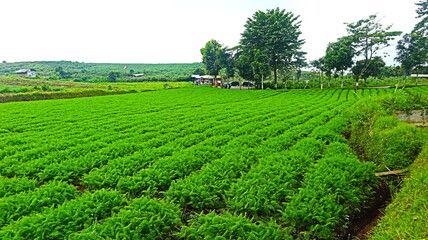Fototapeta na wymiar The atmosphere is very cool in the countryside. As far as the eye can see there is agricultural land and rice plants growing abundantly.