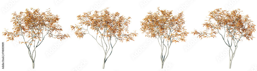 Poster isolated trees gardening,amelanchier tree on transparent background.3d rendering png