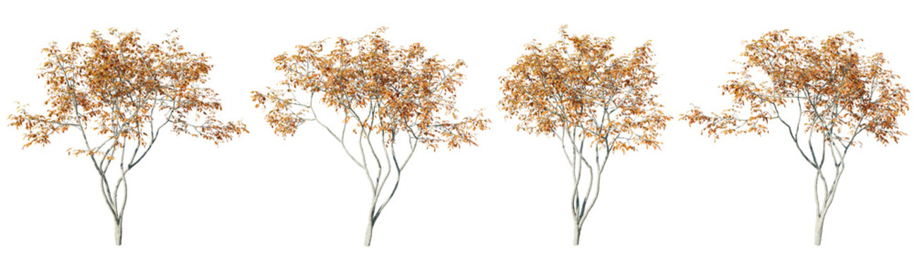 Isolated trees gardening,Amelanchier tree on transparent background.3d rendering PNG