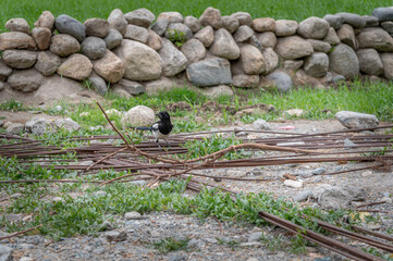 Eurasian magpie, pica pica, sitting on farmland in Himalayan nature. Dark bird with turquoise wings and tail. Rare bird found in Leh Ladakh region in India .