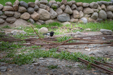 Eurasian magpie, pica pica, sitting on farmland in Himalayan nature. Dark bird with turquoise wings and tail. Rare bird found in Leh Ladakh region in India .