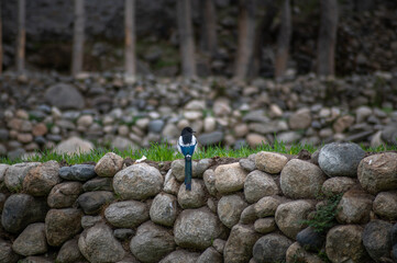 Eurasian magpie, pica pica, sitting on farmland in Himalayan nature. Dark bird with turquoise wings and tail. Rare bird found in Leh Ladakh region in India .