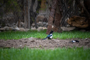 Eurasian magpie, pica pica, sitting on farmland in Himalayan nature. Dark bird with turquoise wings and tail. Rare bird found in Leh Ladakh region in India .
