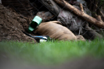 Eurasian magpie, pica pica, sitting on farmland in Himalayan nature. Dark bird with turquoise wings and tail. Rare bird found in Leh Ladakh region in India .