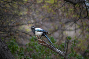 Eurasian magpie, pica pica, sitting on a branch in Himalayan nature. Dark bird with turquoise wings and tail. Rare bird found in Leh Ladakh region in India . 