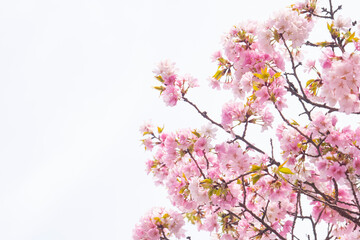 Obraz premium 벚꽃과 하늘