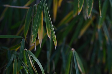 Fototapeta premium grass