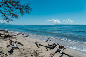 Neltuma pallida. Prosopis pallida is a species of mesquite tree. It has the common names kiawe....