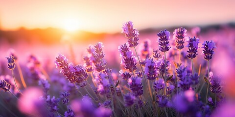 Dawn freshness in a blooming lavender field