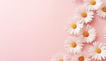 Fototapeta premium daisy flowers on pink background