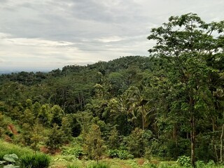 The hill landscape photo shows lots of trees.