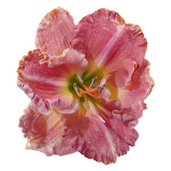 Lily  flower on isolated background with clipping path.  Closeup. For design.  Transparent background.  Nature.