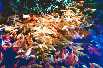 ,Close-up of fish in water,Red tilapia fish farming, tubtim fish economic importance of fish farming.