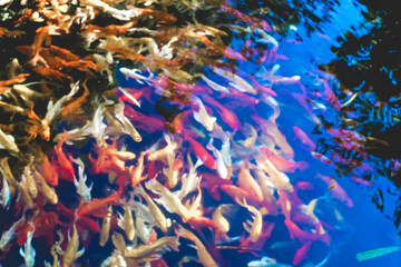 ,Close-up of fish in water,Red tilapia fish farming, tubtim fish economic importance of fish farming.