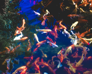Fototapeta na wymiar ,Close-up of fish in water,Red tilapia fish farming, tubtim fish economic importance of fish farming.