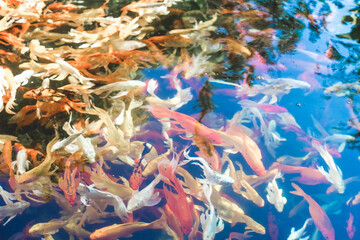 ,Close-up of fish in water,Red tilapia fish farming, tubtim fish economic importance of fish farming.