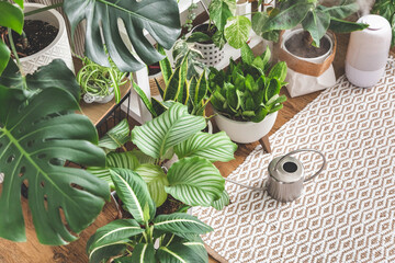 Houseplant domestic jungle garden organization fresh natural plant pots variegated monstera at room