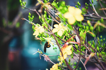 ,Close-up of Ochna integerrima flowering plant,
Ochna integerrima, popularly called yellow mai flower. In Cambodia. bright yellow ochna integerrima flower
