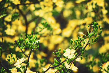 Ochna integerrima species with brown stems, large glossy green leaves, serrated edges on the leaves, yellow flowers, growing in bunches in the shape of a daisy, so Ochna integerrima is called 