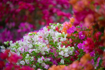 Close-up of yellow flowering plant,Closeup Group of Yellow Bougainvillea Flowers Isolated on Background,Close-up of pink bougainvillea glabra plant,Close-up of pink bougainvillea glabra blossoms,