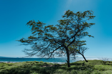 Fototapeta na wymiar Neltuma pallida. Prosopis pallida is a species of mesquite tree. It has the common names kiawe. Keālia Pond National Wildlife Refuge, Maui Hawaii
