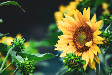 Helianthus Annuus are yellow, the petals are large, the pistils are round and yellow. 
Close-up of Helianthus Annuus field against sky,
Close-up of sunflowers or Helianthus Annuus on land
