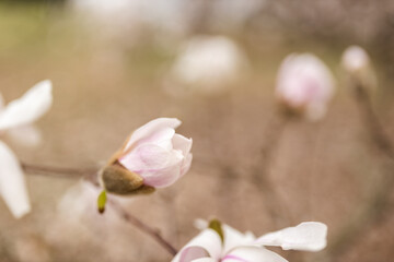 Magnolia grandiflora, the Southern magnolia or bull bay, tree of the family Magnoliaceae. Spring...