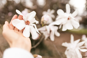 Magnolia grandiflora, the Southern magnolia or bull bay, tree of the family Magnoliaceae. Spring background. Loebner Magnolia. Creamy white magnolia flowers bloom in garden close up. Pink flowers © Mila