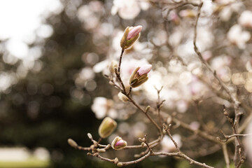 Magnolia grandiflora, the Southern magnolia or bull bay, tree of the family Magnoliaceae. Spring background. Loebner Magnolia. Creamy white magnolia flowers bloom in garden close up. Pink flowers