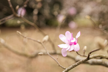 Fototapeta premium Magnolia grandiflora, the Southern magnolia or bull bay, tree of the family Magnoliaceae. Spring background. Loebner Magnolia. Creamy white magnolia flowers bloom in garden close up. Pink flowers