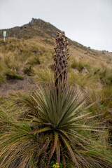 Andean cactus on the heights of the Imbabura volcano