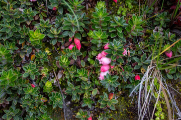 wild flowers in the highlands of the imbabura volcano