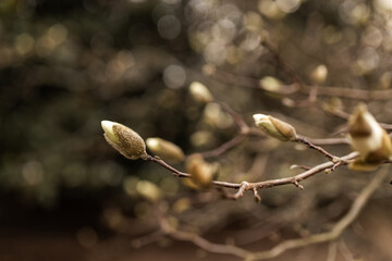 Magnolia grandiflora, the Southern magnolia or bull bay, tree of the family Magnoliaceae. Spring...